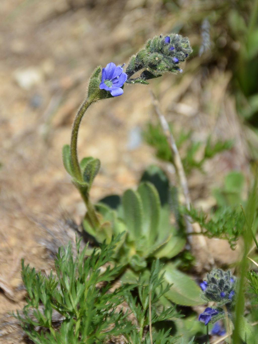 Veronica bellidioides / Veronica con foglie di margherita